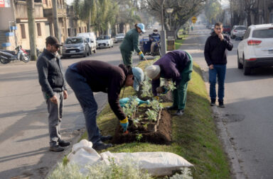 Dirección de Medio Ambiente impulsa mejoras en canteros y plazas.