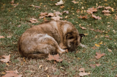 Perros callejeros. foto pexels.com - ROMAN ODINTSOV