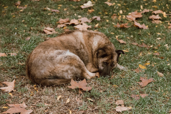 Perros callejeros. foto pexels.com - ROMAN ODINTSOV