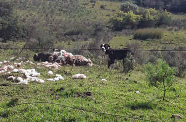 Ataque de perros foto archivo.