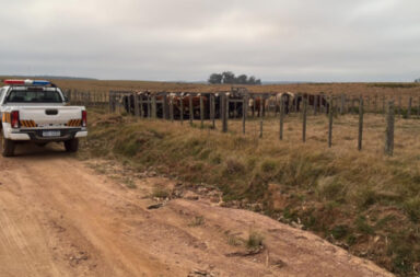 ataque de perros quebracho