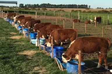 Foto: Unidad de Producción Intensiva de Carne (UPIC) de la Facultad de Agronomía.