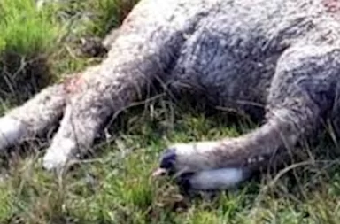 ataque de perros en cerro largo