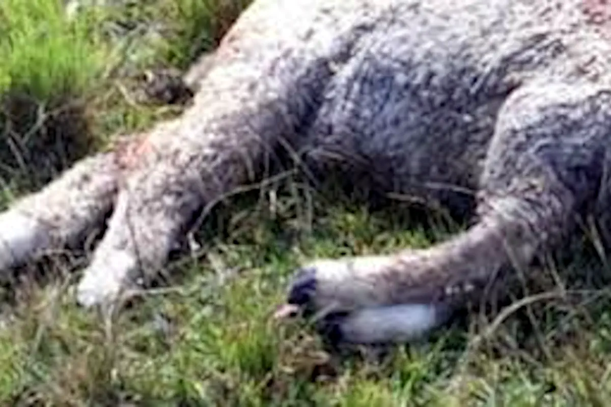 ataque de perros en cerro largo