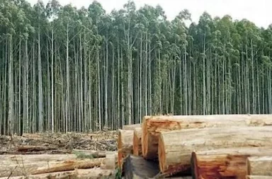 forestación