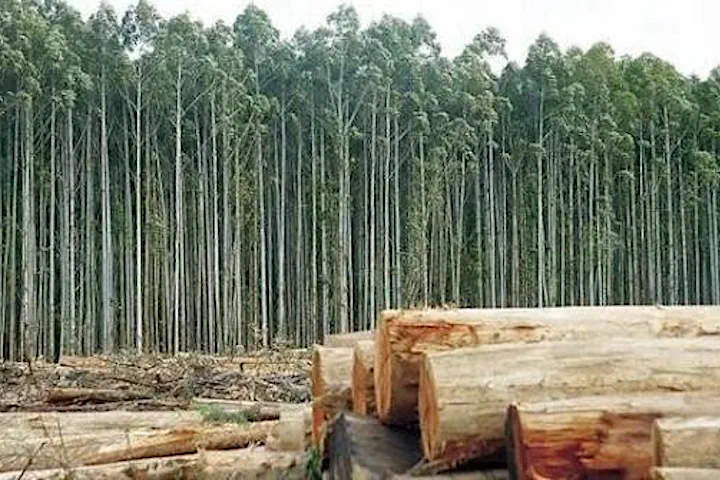 forestación