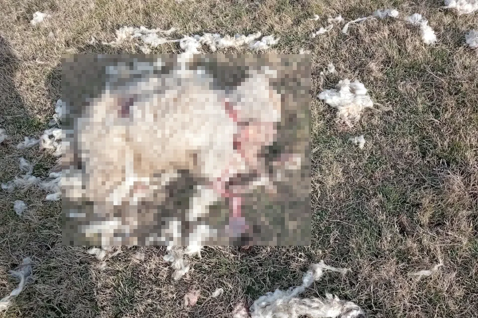 ataque de perros la pedrera