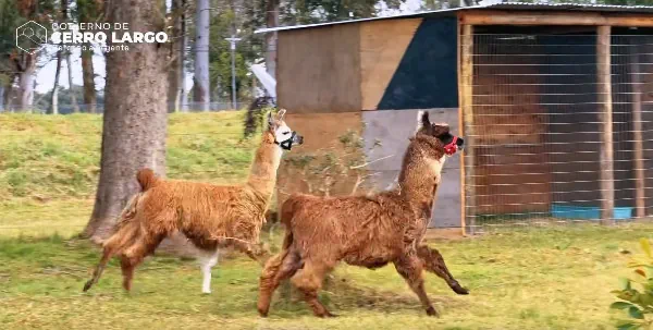 bioparque melo