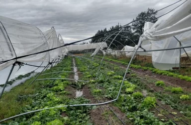 productores afectados temporal