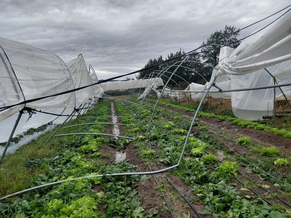 productores afectados temporal