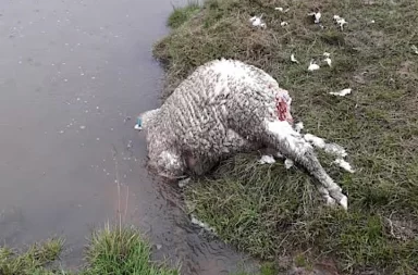 ataque de perros
