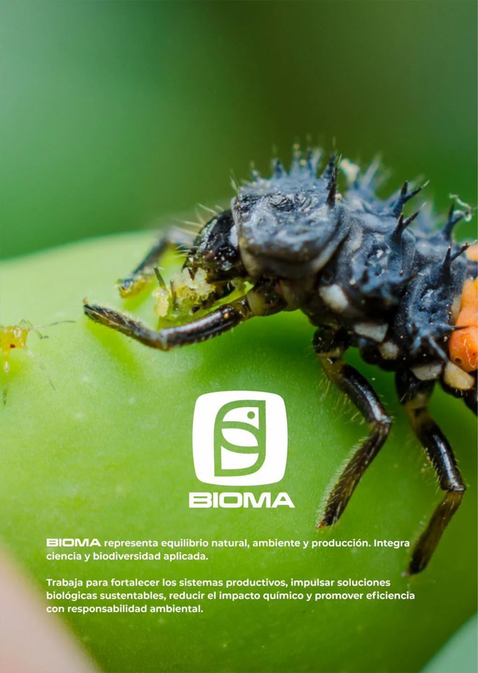 Bioma Pampa