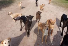 La captura de perros sueltos es planteada como una medida para reducir los ataques a animales de producción.