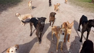 La captura de perros sueltos es planteada como una medida para reducir los ataques a animales de producción.