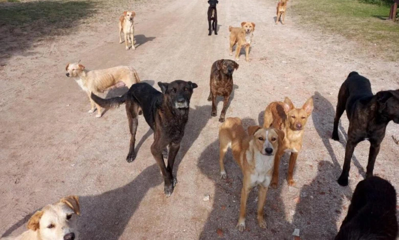 La captura de perros sueltos es planteada como una medida para reducir los ataques a animales de producción.