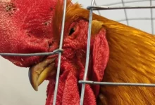 La exposición avícola de Expo Melo quedó suspendida ante las medidas sanitarias adoptadas por el MGAP.
