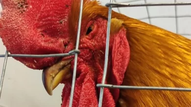 La exposición avícola de Expo Melo quedó suspendida ante las medidas sanitarias adoptadas por el MGAP.