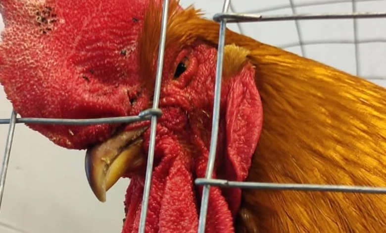 La exposición avícola de Expo Melo quedó suspendida ante las medidas sanitarias adoptadas por el MGAP.