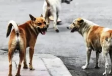 perros sueltos