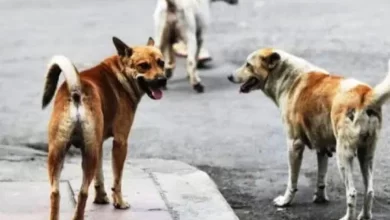perros sueltos