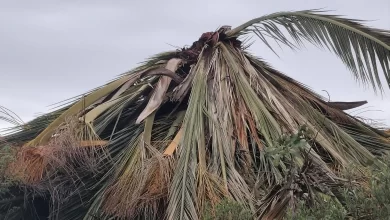 La palmera ubicada cerca del mirador municipal será retirada para determinar si presenta señales de picudo rojo.