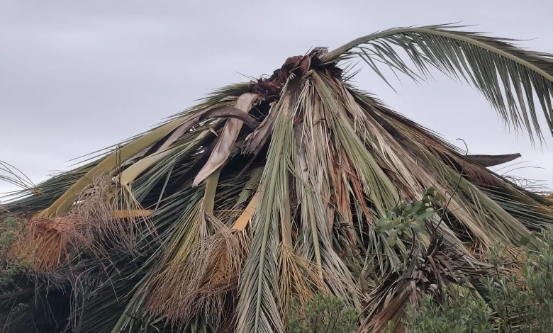 La palmera ubicada cerca del mirador municipal será retirada para determinar si presenta señales de picudo rojo.