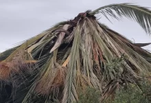 Técnicos inspeccionaron una palmera ubicada sobre la ruta 8, cerca del mirador municipal, y coordinan su retiro para realizar un análisis más detallado.