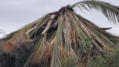 Técnicos inspeccionaron una palmera ubicada sobre la ruta 8, cerca del mirador municipal, y coordinan su retiro para realizar un análisis más detallado.
