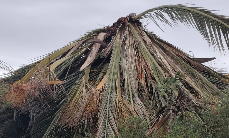 Técnicos inspeccionaron una palmera ubicada sobre la ruta 8, cerca del mirador municipal, y coordinan su retiro para realizar un análisis más detallado.