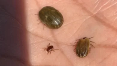 El Operativo Saturación del MGAP relevó 234 establecimientos ganaderos de Cerro Largo y 9.736 vacunos (Foto: Todo el Campo)