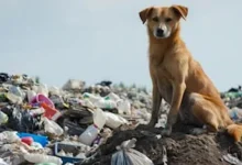 El INBA analiza nuevas acciones para reforzar el trabajo en La Pedrera ante la presencia de perros sueltos.