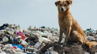 El INBA analiza nuevas acciones para reforzar el trabajo en La Pedrera ante la presencia de perros sueltos.
