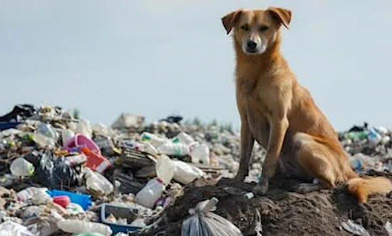El INBA analiza nuevas acciones para reforzar el trabajo en La Pedrera ante la presencia de perros sueltos.